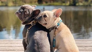 French Bulldogs Funny Moments &amp; Fails Compilation #32