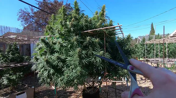 Do This Before Harvesting Your Outdoor Cannabis Plants!!! || 9-27-2022