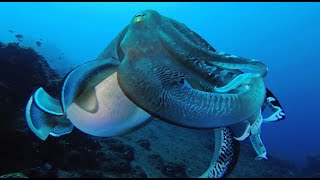 Download Lagu Broadclub cuttlefish (Sepia latimanus) in Bali MP3