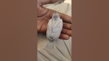 Java Sparrow Baby #lakhimpurpetloversf #shorts #trending #javasparrow