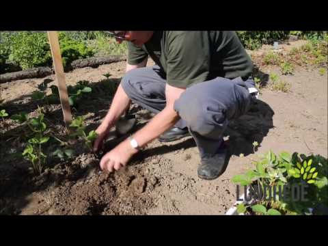Video: Dyrkning Af Jordbær Lodret