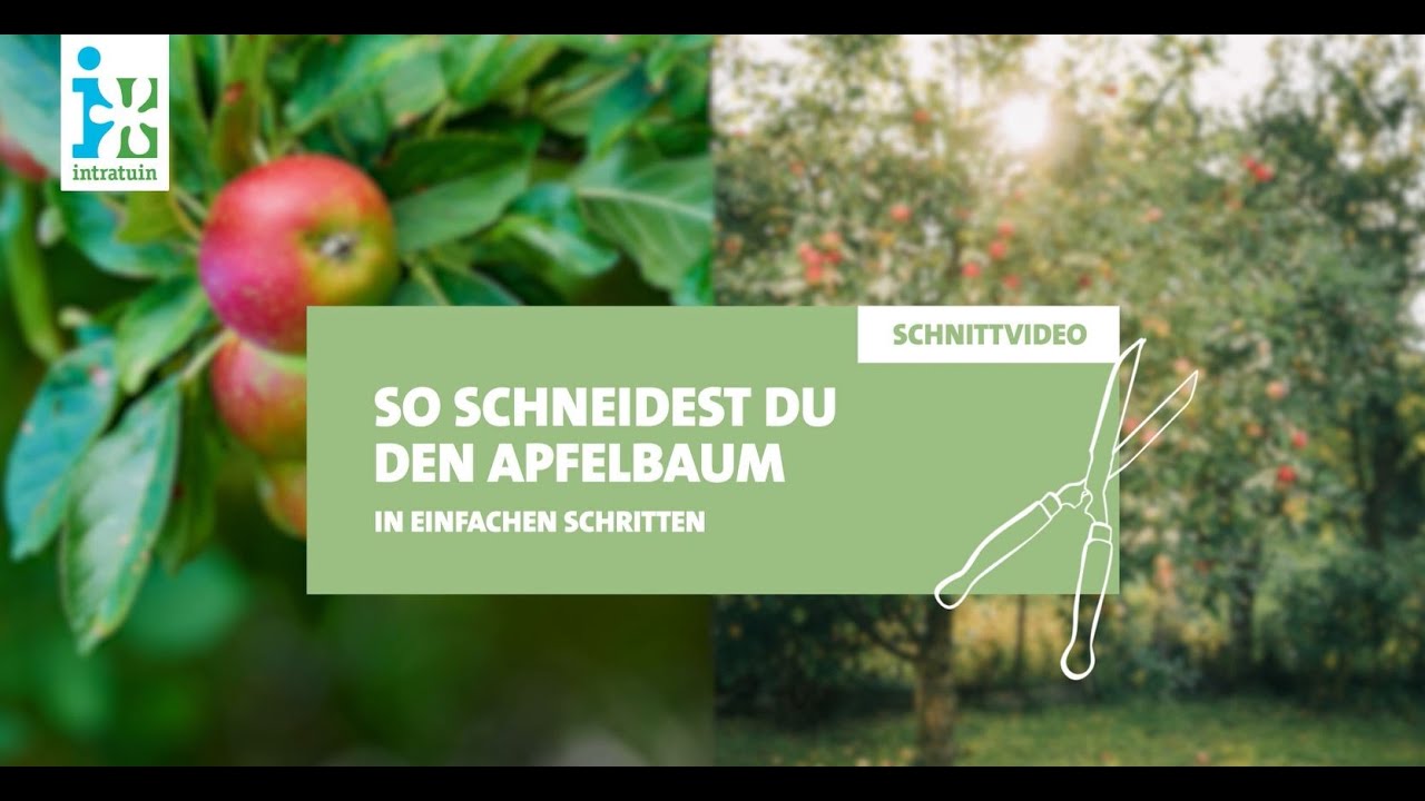 Apfelbaum schneiden. Wann & wie schneidest du einen Apfelbaum?  Intratuin