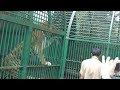 A day at kerala zoo | Tiger attack ?? | Are animals safe?