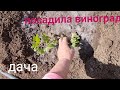 Дача.Наконец то посадила виноград