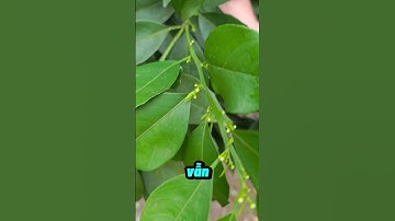 Không Cần Paclo - Không Cần Paclo