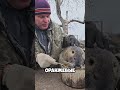 Бобр - инжинер в мире животных 😂🛠 #animals #shortsfacts #shorts