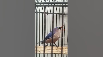 MP3 Burung Rambatan #rambatanparuhmerah #rambatangacor #rambatandoraemon