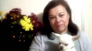 Прививка собаки Прививка собаки
