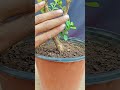 Pruning of dwarf boxwood bonsai materials #bonsai #bonsaimaterials #boxwood
