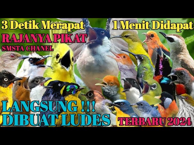 suara pikat semua burung kecil liar❗ paling ampuh terbukti bikin ludes MP3 2024 terbaru bikin ludes class=