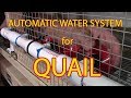 DIY automatic watering system for quail