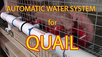 DIY automatic watering system for quail