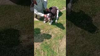 #calf #daethnote #viralvideo #viralshorts #dairy #farming #calfpain #calffarming #freisein #trend