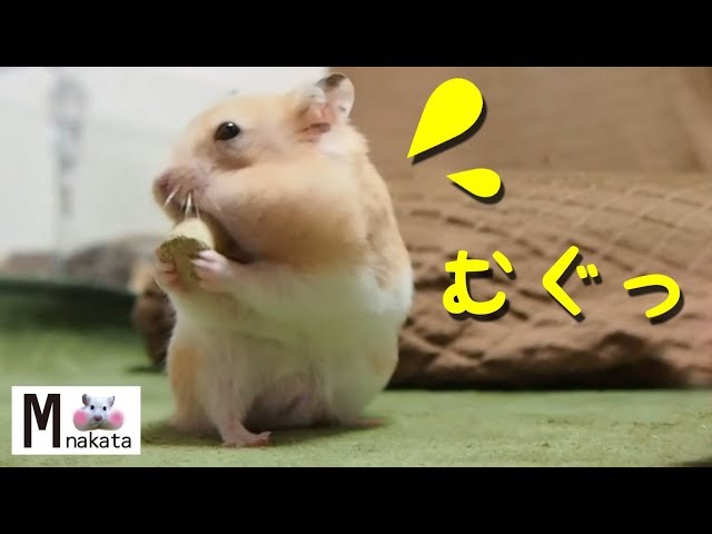 【ハムスター】おやつが喉に詰まったときの対応が…！おもしろ可愛い癒しCorrespondence when a snack is packed in the hamsters throat!