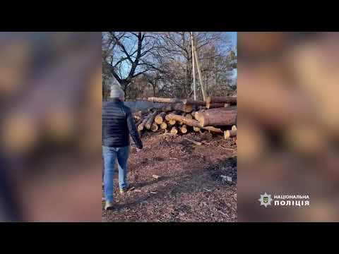 На Дніпропетровщині поліцейські викрили факти незаконних порубок лісу на мільйони гривень