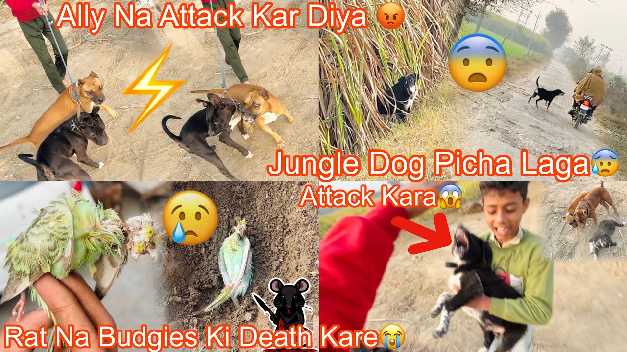 Ally Na Ruby Attack Kar Diya😡|| Jungle Dog Picha Lag Gya😱|| Rat Na Budgies Ki Death Kar Diya 😭 