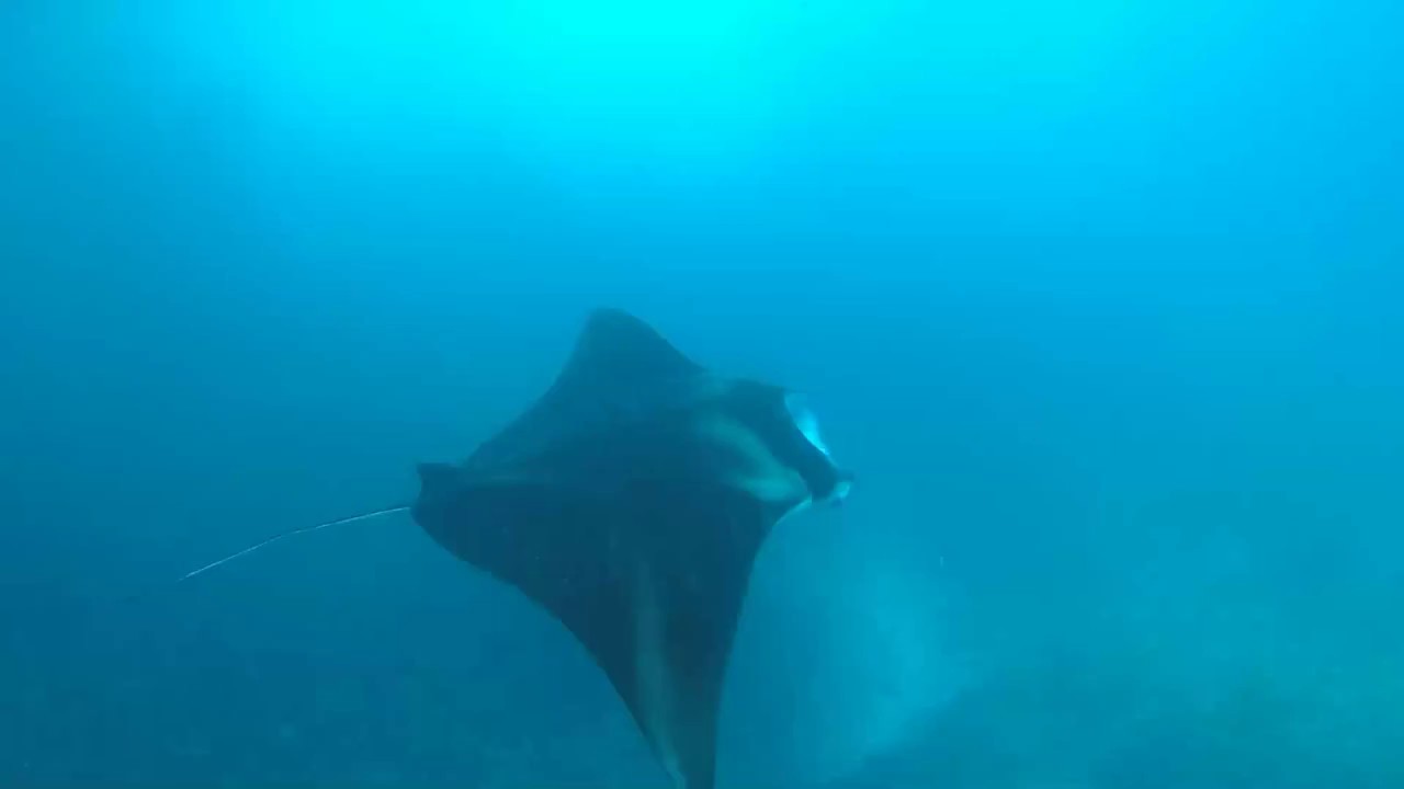Snorkelen met mantaroggen op Nusa Lembongan, Bali YouTube