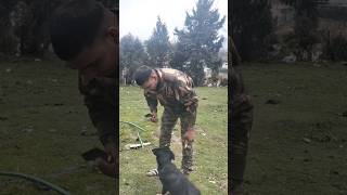 Army dog 🐶#shortsfeed #army #indianarmy #soldier #vairal #trending #shorts #shortsvideo #motivation