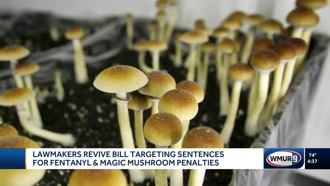Lawmakers revive bill targeting penalties for magic mushrooms, fentanyl