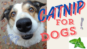 Does Catnip really work on Dogs