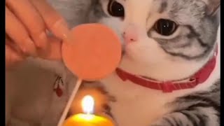 Cute cats having a birthday party|Adorable by Sweet world🐾 16,186 views 1 year ago 1 minute, 24 seconds