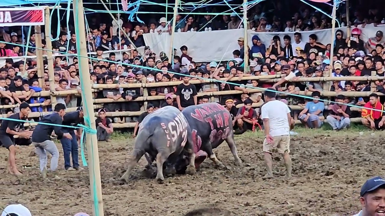 Swing 27 win VS Warrior TNR. Arena Palawa. Desember 2024