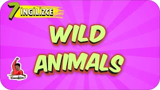 7. Sınıf İngilizce: Wild Animals #2022