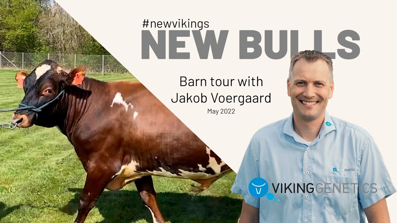 VikingRed The Top New Sires May 2022 YouTube