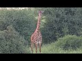 Giraffe encounter Watch till the end POV