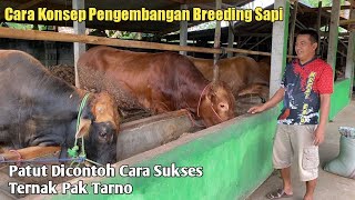 Mantab!! Ini Cara Sukses Pak Tarno Kembangkan Breeding Sapi