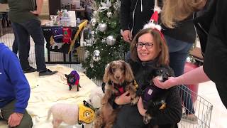 San Francisco's holiday dog adoptions