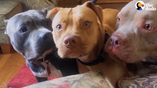 'Aggressive' Pit Bulls Are Gentle With Everyone They Meet | The Dodo