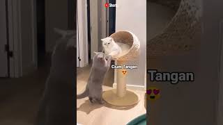 Download Lagu Kucing Pacaran 😳 MP3