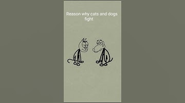 Why cats and dogs fight 😁😁