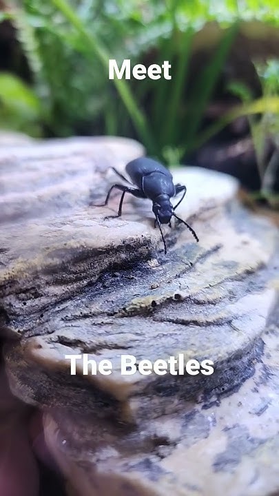 Meet the Beetles ? - YouTube