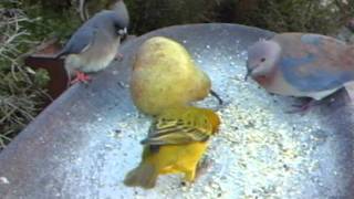WSBC0401.AVI