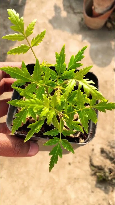 How to Grow Neem Plant at home #Neem #gardening | Garden Hobby