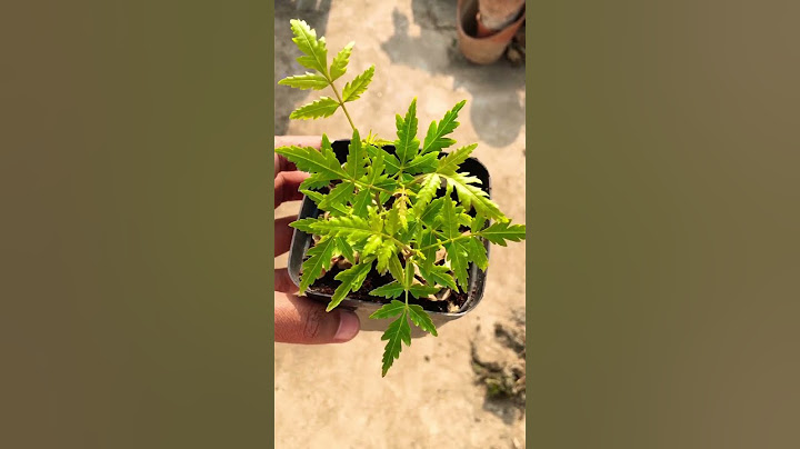 How to Grow Neem Plant at home #Neem #gardening | Garden Hobby