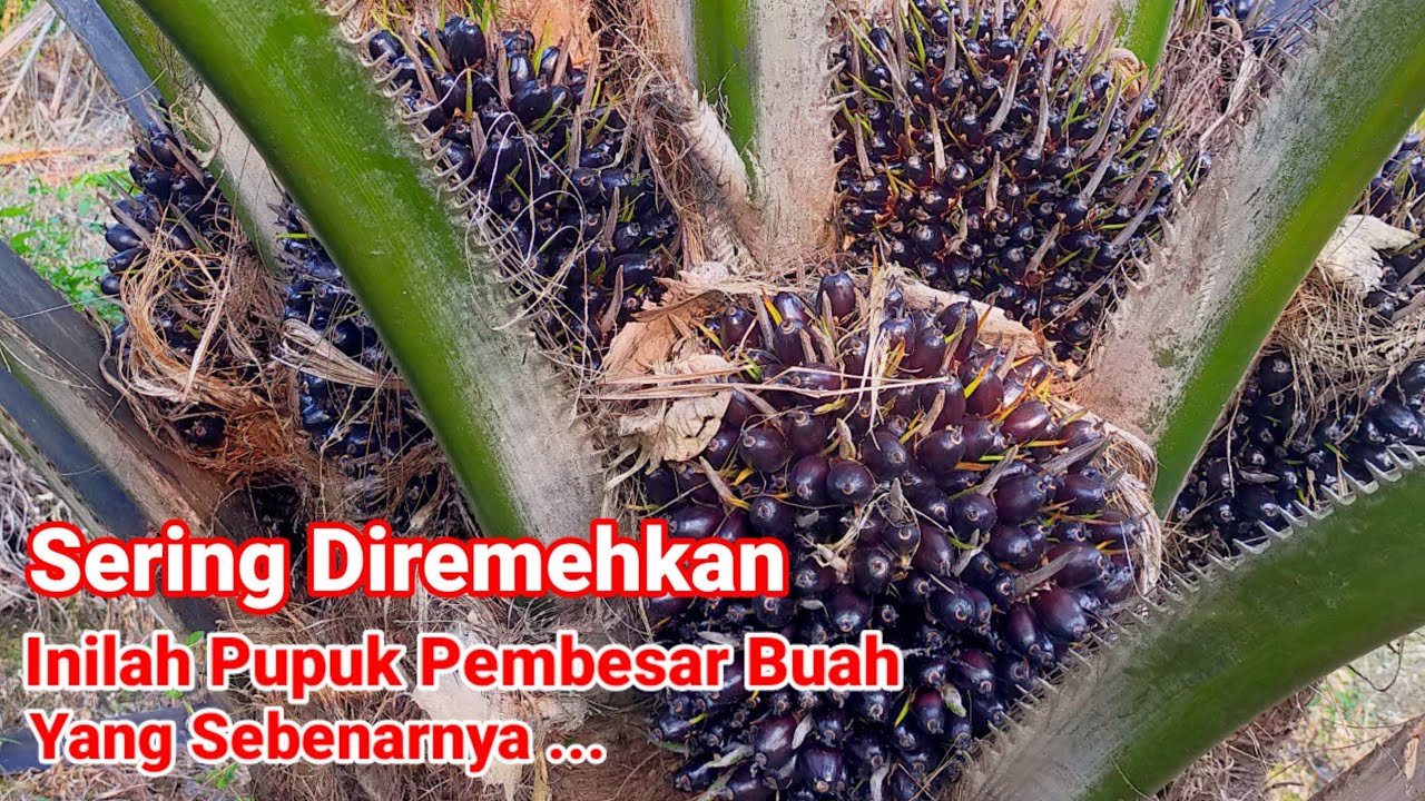 Pupuk Sawit Agar Buah Banyak Dan Besar @MASANANG1
