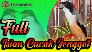 CENDET FULL ISIAN LOVEBIRD CUCAK JENGGOT