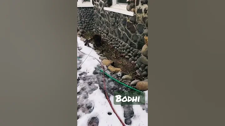 Watch the video about Only 4 rules to remember Bodhi Maine coon 18mth #ytshorts #ytviral #ytvideo