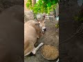 #जय गौ माता