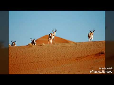 Cheb Mami الشاب مامي بالله يا غزالي 