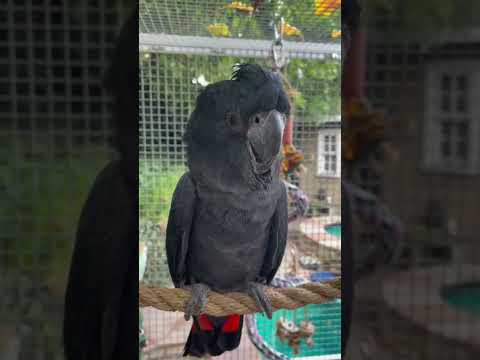 Introducing another flockmate! Faye the red tail black cockatoo 🖤