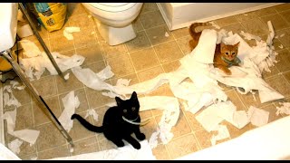 Cats Who DESTROY PART 3 (A Compilation)