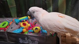 A Cockatoo Colossal Mess