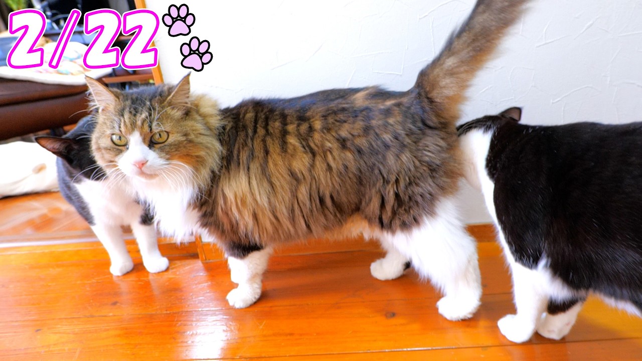 【猫の日の再会】しばらく離れていたあずきとさくらが戻り、また猫達全員が揃いました🐈🐈🐈🐈