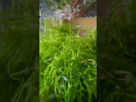 🐟 Gambusia Fry aka Mosquito Fish #aquarium #fish #fishtank #plantedaquarium #fry #babyfish