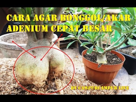 cara agar bonggol/akar adenium cepat besar bag2 | tips ...