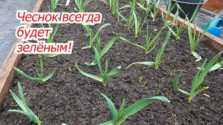 Чеснок Не Пожелтеет- Чем Подкормить Его Весной.